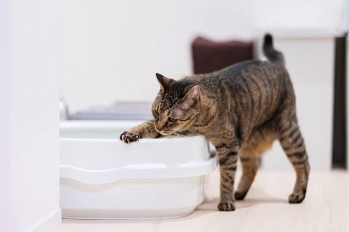 猫にとって厄介な『膀胱炎』の症状4つ　発症しやすい猫の特徴から予防法まで解説