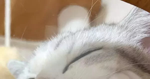 キャットタワーの透明ボウルで『気持ちよさそうに眠る猫』→下から覗いてみたら…尊い光景に反響「にくきゅうが可愛すぎる」「なんて素敵なの」