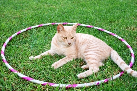 猫が入らずにはいられない『猫転送装置』って何？　思わず寄ってくる理由や心理を解説