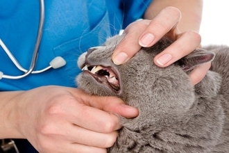 猫の『抜歯』をした方がいいケース3選　必要になる理由や予防ケアの方法まで