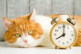 猫の『体内時計』がピタリと合う理由5選　正確な生活リズムの秘密とは？