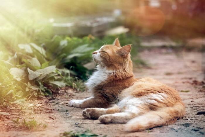 猫の『体内時計』がピタリと合う理由5選　正確な生活リズムの秘密とは？