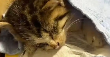 目がふさがっていた『ひとりぼっちの子猫』を発見して…保護した結果→泣ける展開に反響「会えて本当によかった」「心からありがとう」