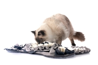 猫がつい『吸いたくなる』もの5選　考えられる心理や適切な対処法も解説