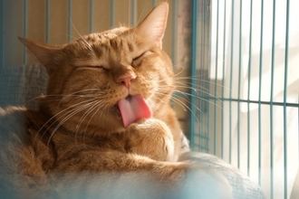 猫が虜になる『ブラッシング』の方法3選　ブラシの選び方から適切な頻度まで