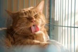 猫が虜になる『ブラッシング』の方法3選　ブラシの選び方から適切な頻度まで