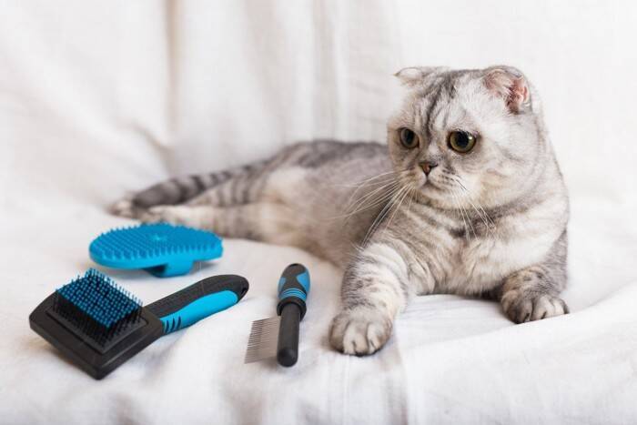 猫が虜になる『ブラッシング』の方法3選　ブラシの選び方から適切な頻度まで