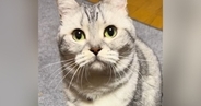 猫じゃらしのそばに座っていた猫→『やるの？』と聞いてみたら…尊すぎる反応が45万再生「心臓が痛くなった」「ひげまんじゅうがかわええ」