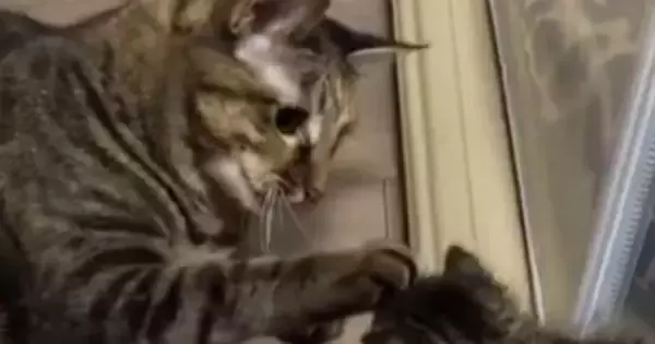 はじめましての『新入り子猫』に……先住猫が見せた『驚きの神対応』が39万再生「優しさがあふれてる」「仲良しになれそう」と感動の声