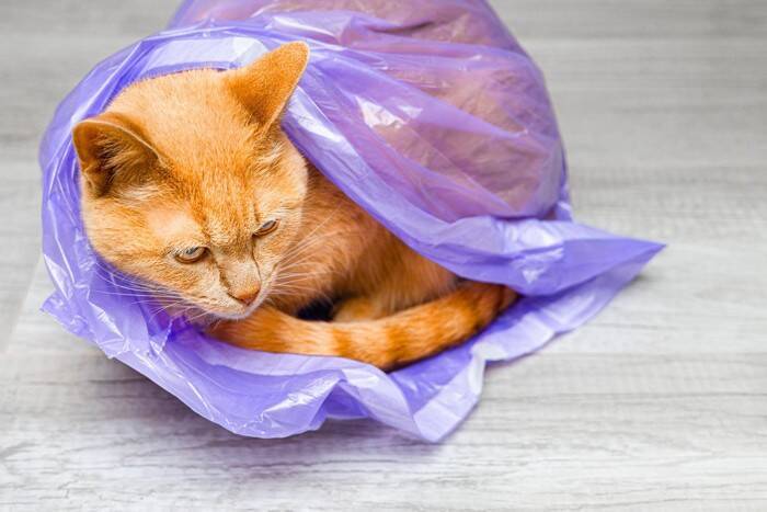 愛猫の命を危険にさらす『やってはいけない遊び』4選　知らないと怖いNG理由も解説