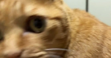 パソコンに入力されていた『謎の数字』→すぐそばにいた『猫』を見たら…分かりやすすぎる『表情』が164万表示「知りませんｗ」「顔ｗ」