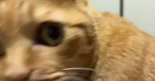 パソコンに入力されていた『謎の数字』→すぐそばにいた『猫』を見たら…分かりやすすぎる『表情』が164万表示「知りませんｗ」「顔ｗ」