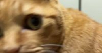 パソコンに入力されていた『謎の数字』→すぐそばにいた『猫』を見たら…分かりやすすぎる『表情』が164万表示「知りませんｗ」「顔ｗ」