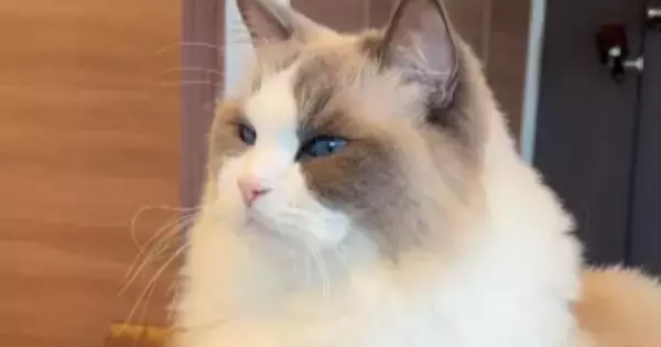 『おやつがもらえる日』だと勘違いしていた猫→『明日だよ』と伝えられると…まさかの反応が33万再生「賢いねぇ」「圧がすごいｗ」