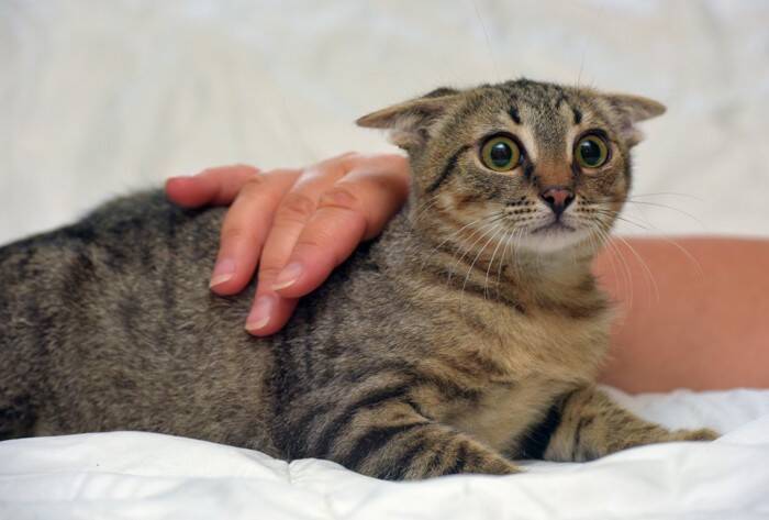 猫が『怖いと感じているとき』にみせるサイン4つ　避けるべきNG行為や安心させるコツも解説