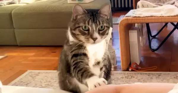 朝ごはんの時間になっても起きてこない飼い主に、猫が…とんでもなく優しい『起こし方』が44万再生「なんて立派な紳士」「本当に素敵」＜海外＞