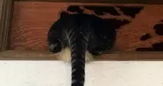 壁の隙間に詰まっていた猫→オカンがやってくると…まさかの『除猫作業の瞬間』が114万表示「躍動感がすごいｗ」「わろたｗ」と爆笑の声