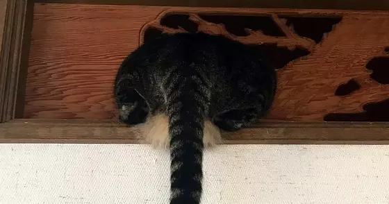 壁の隙間に詰まっていた猫→オカンがやってくると…まさかの『除猫作業の瞬間』が114万表示「躍動感がすごいｗ」「わろたｗ」と爆笑の声