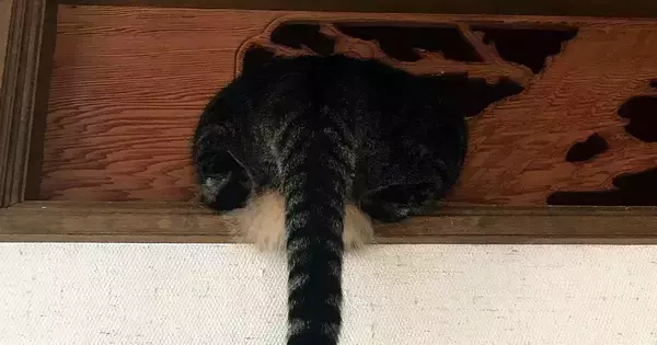 壁の隙間に詰まっていた猫→オカンがやってくると…まさかの『除猫作業の瞬間』が114万表示「躍動感がすごいｗ」「わろたｗ」と爆笑の声