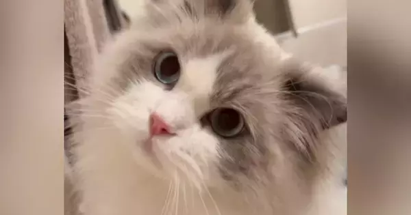 お風呂の『出待ちをする猫』→飼い主が出てくると…とんでもなく尊い『健気な様子』が46万再生「キャー可愛すぎ」「ずっと見てしまう」と悶絶