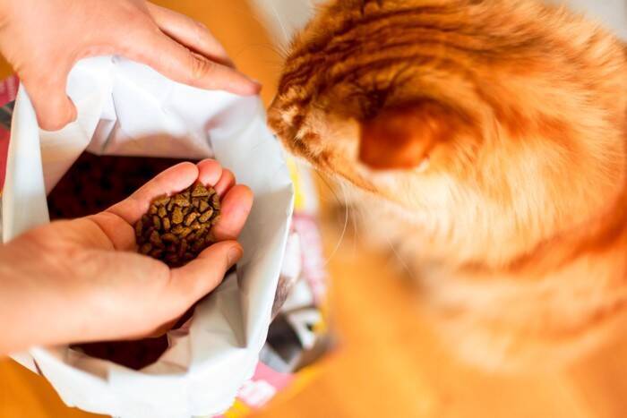 猫に『酸化したフード』を与えてはいけない理由5つ　起こりうるトラブルや適切な保存法まで