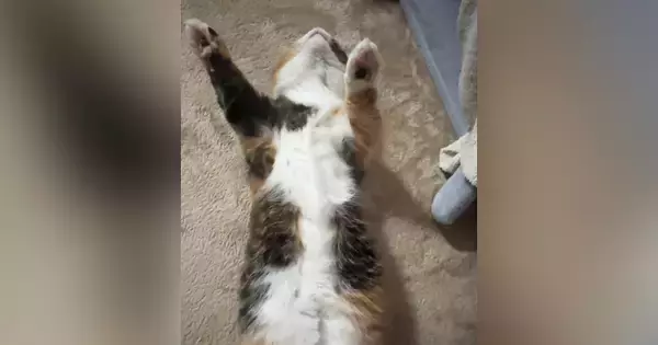 万歳したまま『仰向けで寝ていた猫』→顔を覗いてみたら…衝撃的な光景に「怖いよｗｗ」「死んだふりかなｗ」「心配が勝つｗ」と10万再生