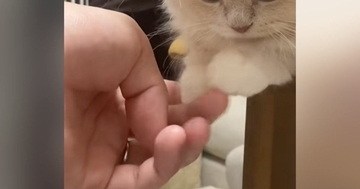 テーブルの上でくつろいでいた子猫→揃えられた『前足』を触ってみると…可愛すぎる光景が48万再生「食べちゃいたい」「すごい脱力してる」