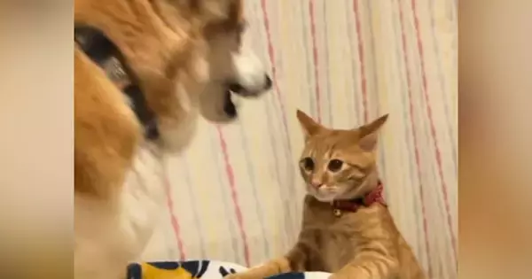 犬にちょっかいをかけた猫→ブチギれられた結果…爆笑必至の『まさかの光景』が92万再生「釘が打たれていくみたいｗ」「珍しいタイプｗ」