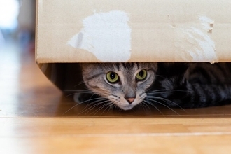 猫が『狭いところ』に入りたがる理由4つ　習性が関係しているの？出てこないときの接し方も