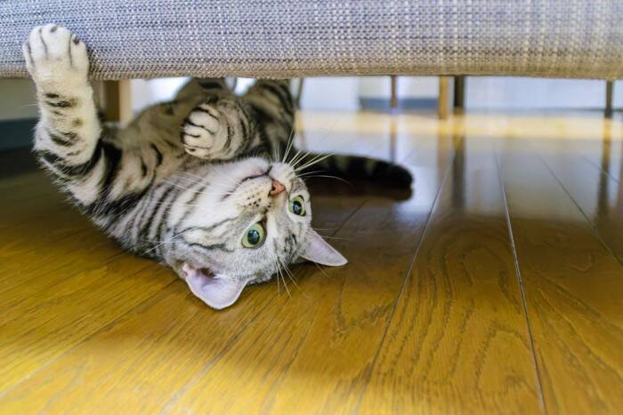 猫が『狭いところ』に入りたがる理由4つ　習性が関係しているの？出てこないときの接し方も