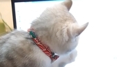 パソコンで作業をしていると、『子猫』がやってきて…全然進められない光景に笑う人が続出「マジで怒れないかわいさｗ」「邪魔されたい」