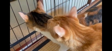 『ふすま越しに暮らしていた猫』を初対面させたら…『個性強すぎ』な爆笑やりとりが5.1万再生「大物ｗ」「シャーされて何ともないｗ」