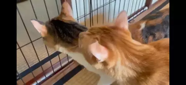 『ふすま越しに暮らしていた猫』を初対面させたら…『個性強すぎ』な爆笑やりとりが5.1万再生「大物ｗ」「シャーされて何ともないｗ」