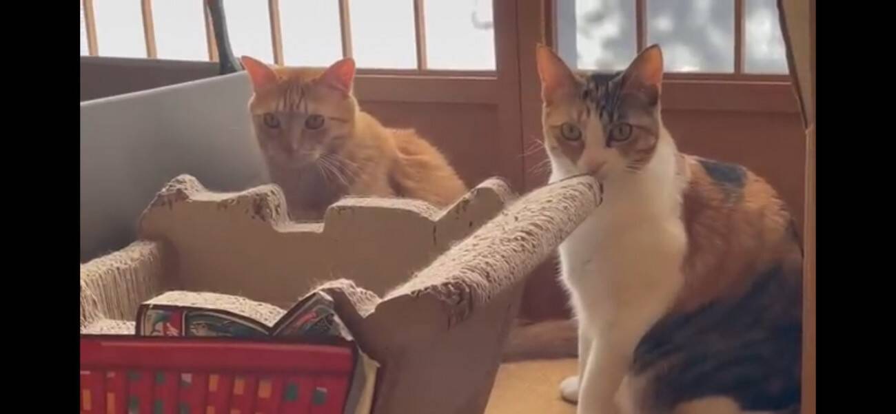 『ふすま越しに暮らしていた猫』を初対面させたら…『個性強すぎ』な爆笑やりとりが5.1万再生「大物ｗ」「シャーされて何ともないｗ」