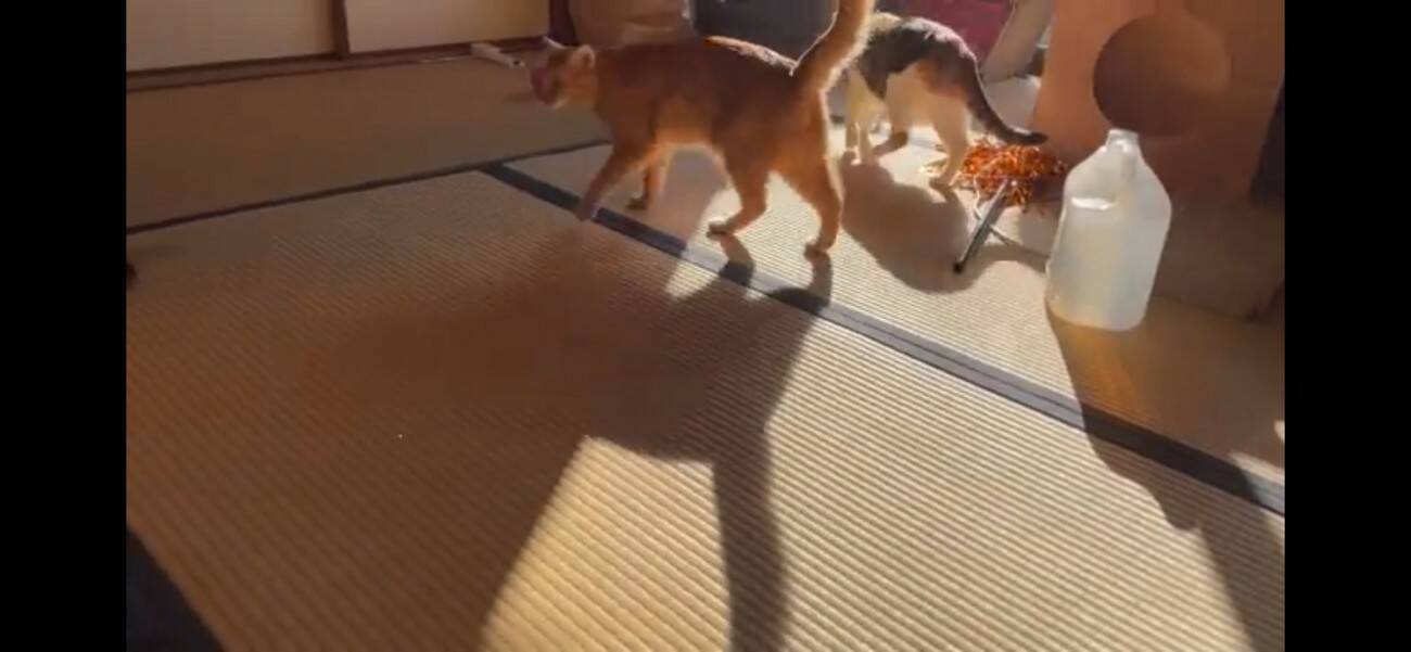 『ふすま越しに暮らしていた猫』を初対面させたら…『個性強すぎ』な爆笑やりとりが5.1万再生「大物ｗ」「シャーされて何ともないｗ」