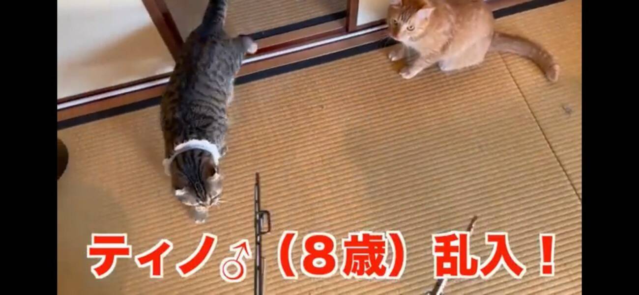 『ふすま越しに暮らしていた猫』を初対面させたら…『個性強すぎ』な爆笑やりとりが5.1万再生「大物ｗ」「シャーされて何ともないｗ」