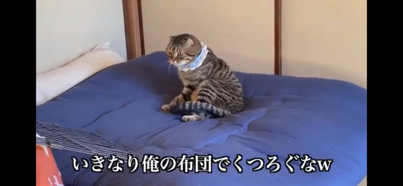 『ふすま越しに暮らしていた猫』を初対面させたら…『個性強すぎ』な爆笑やりとりが5.1万再生「大物ｗ」「シャーされて何ともないｗ」