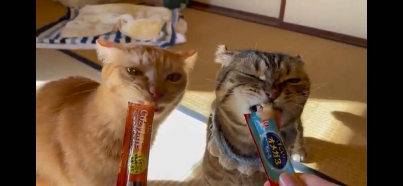 『ふすま越しに暮らしていた猫』を初対面させたら…『個性強すぎ』な爆笑やりとりが5.1万再生「大物ｗ」「シャーされて何ともないｗ」