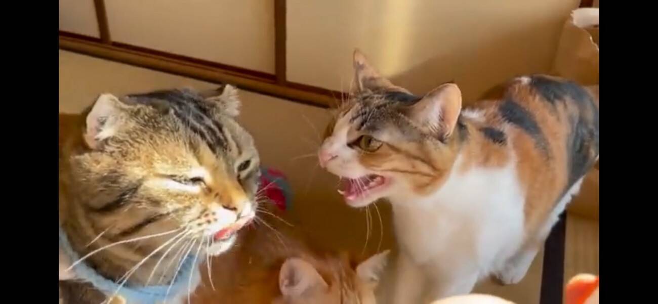 『ふすま越しに暮らしていた猫』を初対面させたら…『個性強すぎ』な爆笑やりとりが5.1万再生「大物ｗ」「シャーされて何ともないｗ」