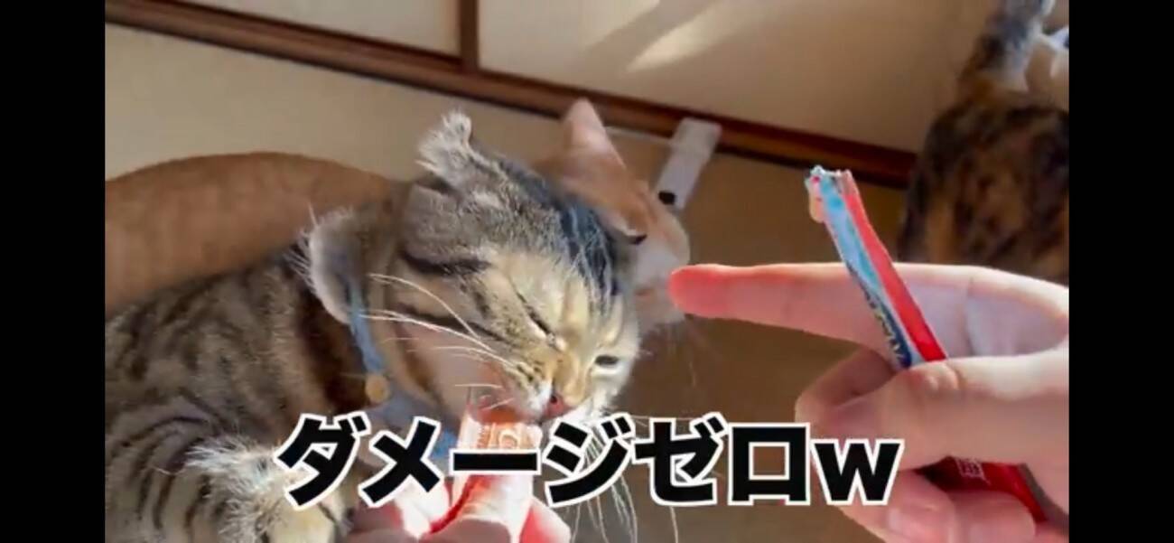 『ふすま越しに暮らしていた猫』を初対面させたら…『個性強すぎ』な爆笑やりとりが5.1万再生「大物ｗ」「シャーされて何ともないｗ」