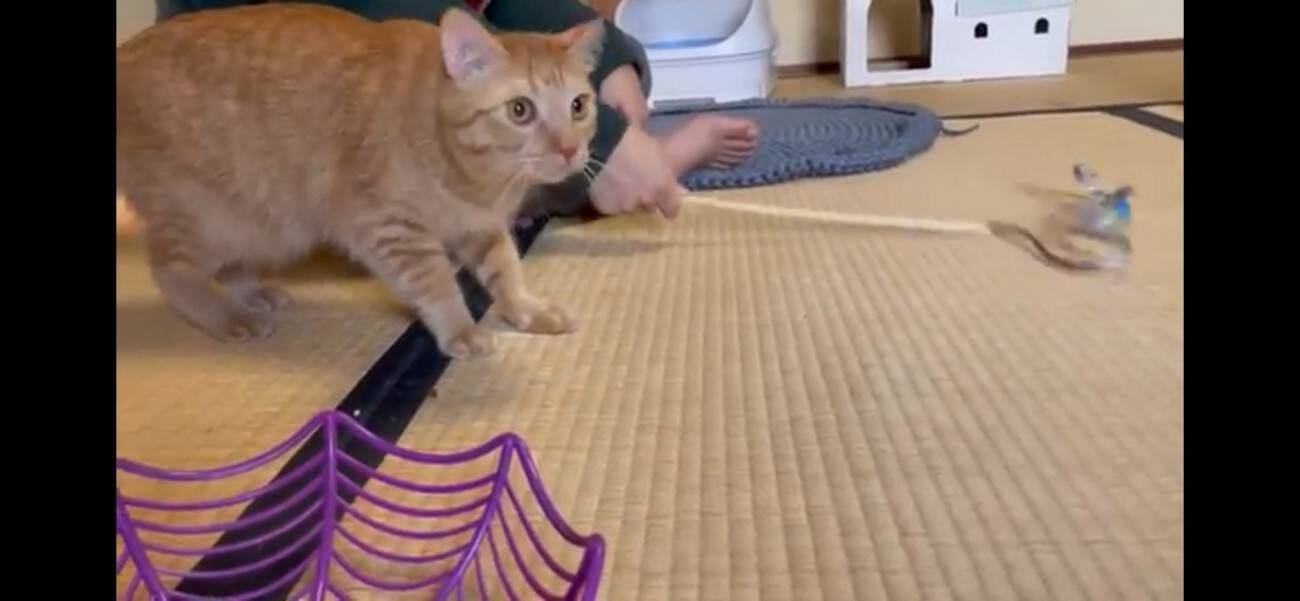 『ふすま越しに暮らしていた猫』を初対面させたら…『個性強すぎ』な爆笑やりとりが5.1万再生「大物ｗ」「シャーされて何ともないｗ」