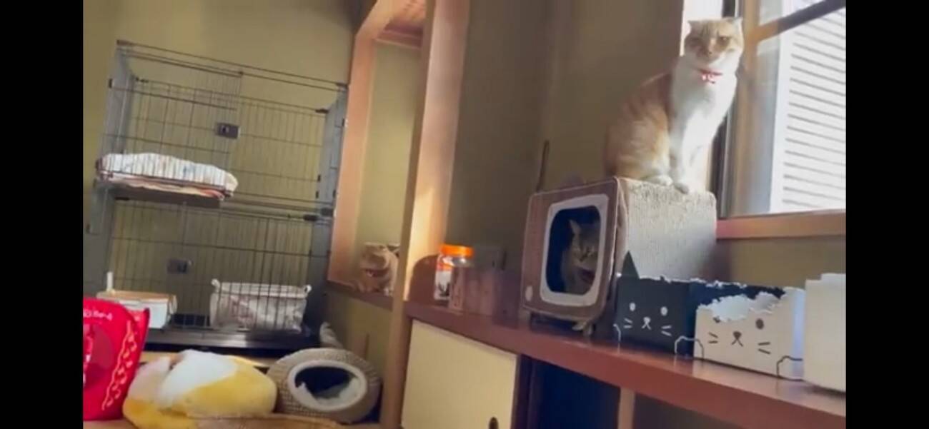 『ふすま越しに暮らしていた猫』を初対面させたら…『個性強すぎ』な爆笑やりとりが5.1万再生「大物ｗ」「シャーされて何ともないｗ」