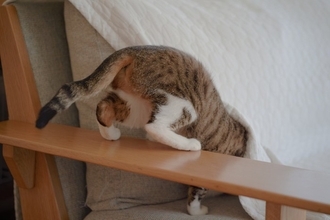 猫が『飼い主さんに隠れてコソコソやっていること』5選　後ろめたさでもあるの？！