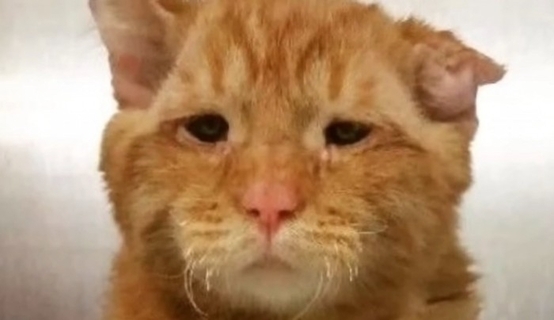 世界一悲しい顔をした保護猫…その理由とは？差し伸べられた手が起こした奇跡