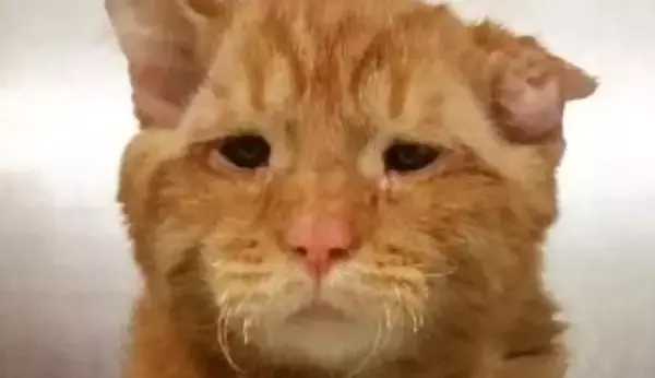 世界一悲しい顔をした保護猫…その理由とは？差し伸べられた手が起こした奇跡