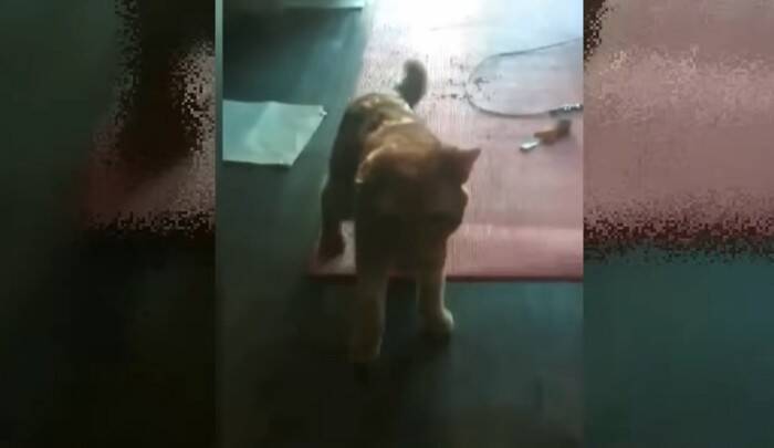 世界一悲しい顔をした保護猫…その理由とは？差し伸べられた手が起こした奇跡