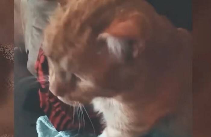 世界一悲しい顔をした保護猫…その理由とは？差し伸べられた手が起こした奇跡