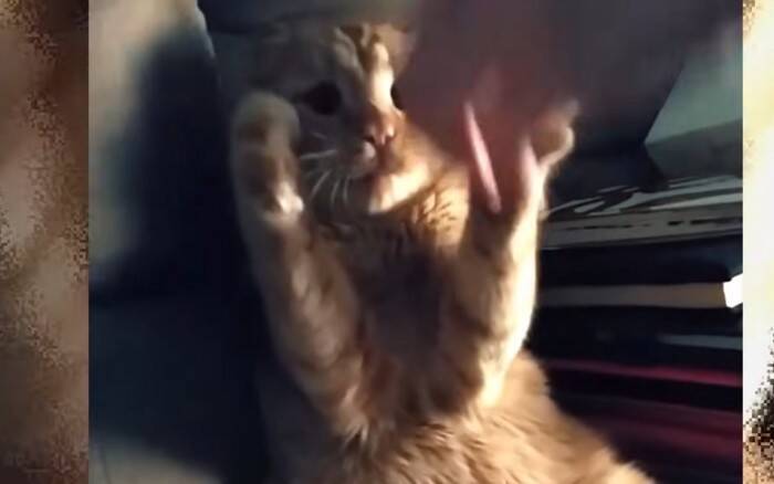 世界一悲しい顔をした保護猫…その理由とは？差し伸べられた手が起こした奇跡