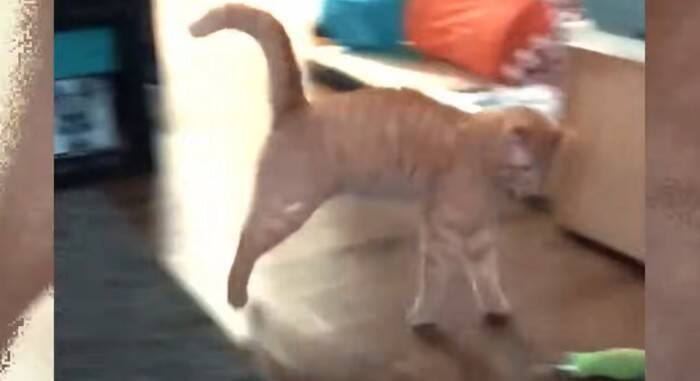 世界一悲しい顔をした保護猫…その理由とは？差し伸べられた手が起こした奇跡