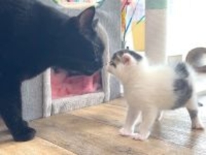 保護子猫が『部屋を探検』した結果→大人の先住猫がそばに来て…思いもよらない『はじめましての光景』に「大物の予感」「マイペース」と反響